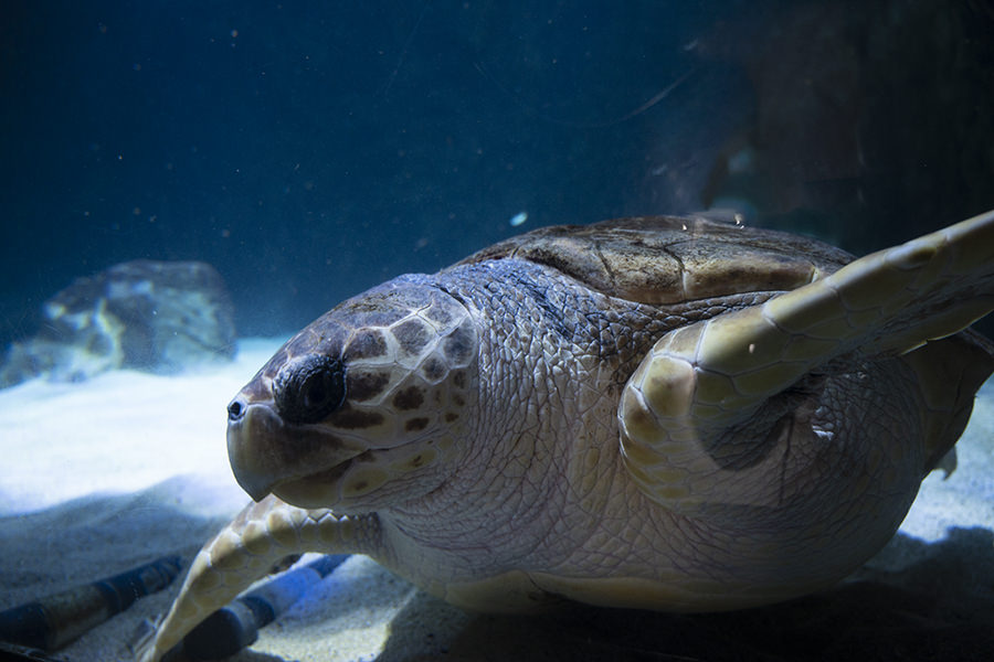 Biarritz Aquarium