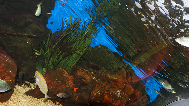 Nausicaá Aquarium