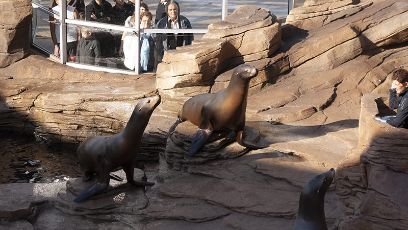 Sea lions at Nausicaá