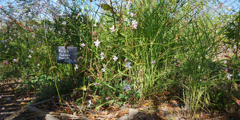 Herb garden Tuberose MIP | © Bert Schwarz 2019