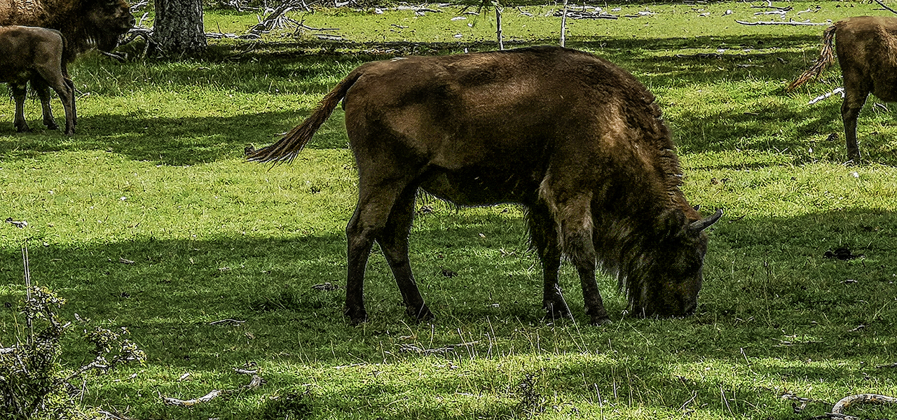 Wiese, Bisons | © Bert Schwarz 2018