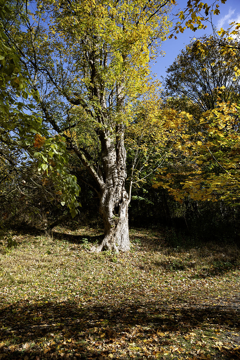 Castle Park Impression