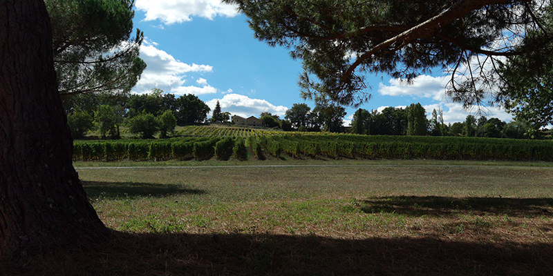 Evening atmosphere over the vines | © Bert Schwarz 2026
