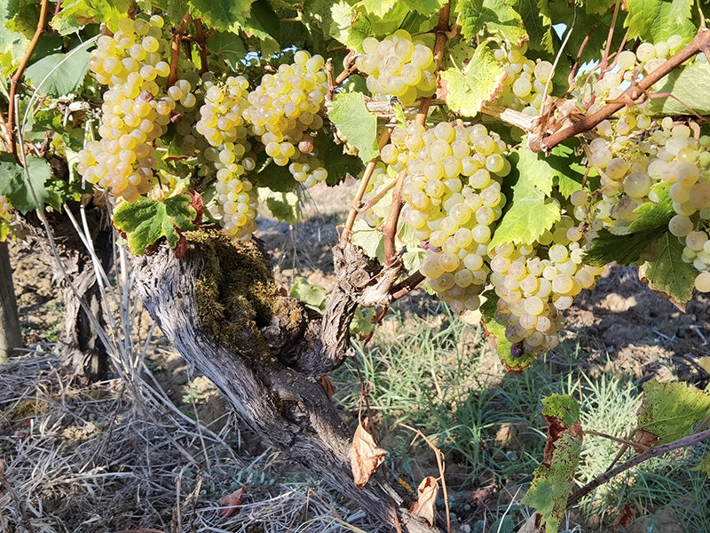 Vine stock detail | © Bert Schwarz 2026