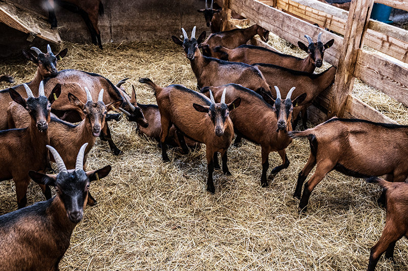 Goat stable at Klosterhöfe | © Bert Schwarz 2026