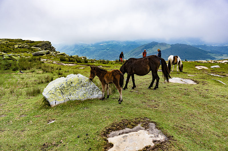 Mountain, meadow, ponies, La Rhune | © Bert Schwarz 2023
