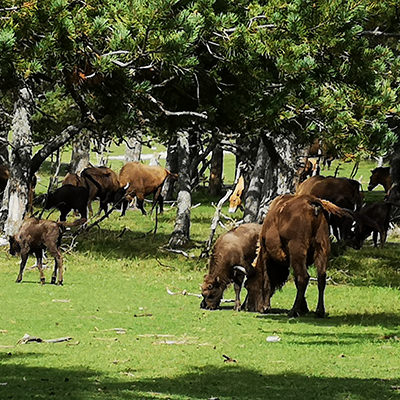 A unique reserve where humans and animals share the same protected area | © Bert Schwarz 2019