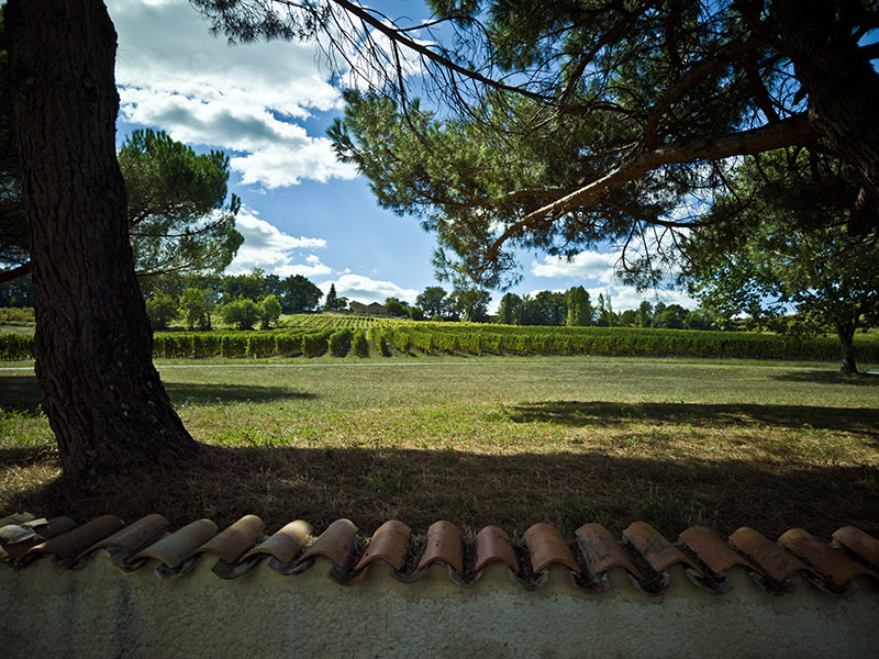 Wiese, Grapes | © Bert Schwarz 2020