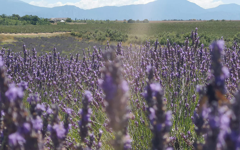 Alps and Plateau de Valensole