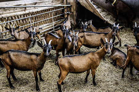 Klosterhöfe Gomfritz