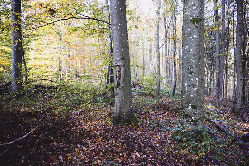 The Spessart is one of the largest continuous forest areas in Germany