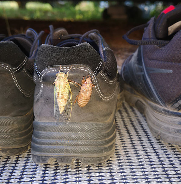 Cicada in Grasse