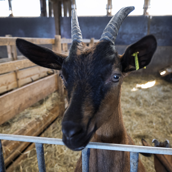 Stall, Ziege | © Bert Schwarz 2024